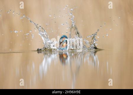 Kingfisher commun (Alcedo atthis) adulte mâle émergeant de la plongée avec membrane nictitante couvrant l'oeil pour la protection, Suffolk, Angleterre, juin Banque D'Images