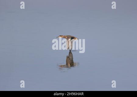 Bleu sarcelle (Aas crecca) adulte mâle dans eclipse Flying, Suffolk, Angleterre, août Banque D'Images