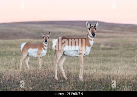 Antelope de Pronghorn (Antilocapra americana), parc national de Custer, Dakota du Sud, fin octobre, États-Unis,Par Dominique Braud/Dembinsky photo Assoc Banque D'Images