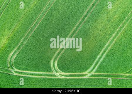 Vue aérienne de haut en bas du champ de grain vert Banque D'Images