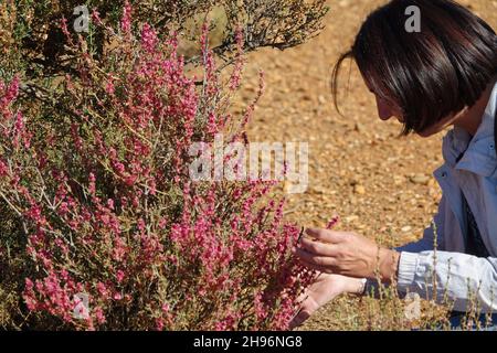 Femme caucasienne en 50s avec des cheveux courts touchant des fleurs sauvages roses (Salsola oppositifolia) dans la campagne près de la ville de Grenade de Guadix Banque D'Images