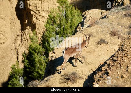 Jeune homme ibex (Capra pyrenaica) marchant dans les badlands de Marchal, Grenade (Espagne) Banque D'Images