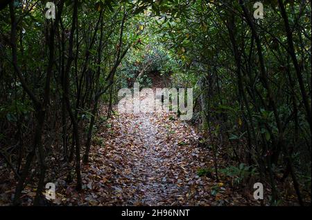 29 octobre 2021 : le Laurier de montagne apporte une richesse de vert profond à l'Art Loeb Trail dans les Highlands du Sud de la Caroline du Nord près de Blue Ridge Parkway, Brevard, Caroline du Nord. Banque D'Images