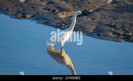 Grand Egret de l'est - Ardea Ardeidae pumpha Banque D'Images