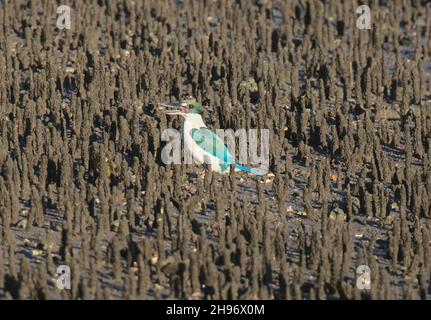 Kingfisher sacré - Tobraphus sanctus Halcyonidae Banque D'Images