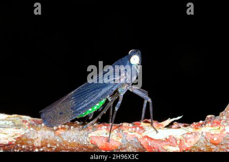 Planthopper de Fulgorid, Desudaba aulica.Également connu sous le nom de lanternfly.Coffs Harbour, Nouvelle-Galles du Sud, Australie Banque D'Images