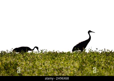 Deux grues Sandhill (Grus canadensis) se nourrissant dans un champ de foin avec un espace de copie horizontal Banque D'Images