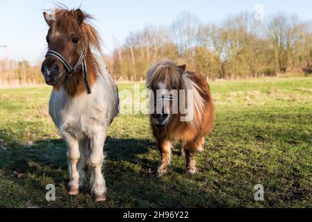 Deux chevaux de poney à la campagne belge près de Zoutleeuw Banque D'Images