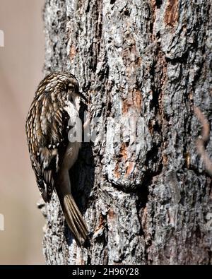 Gros plan sur un tronc d'arbre à la recherche d'un insecte dans son environnement et son habitat et présentant des plumes marron de camouflage. Banque D'Images