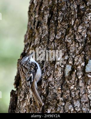 Gros plan sur un tronc d'arbre à la recherche d'un insecte dans son environnement et son habitat et présentant des plumes marron de camouflage. Banque D'Images