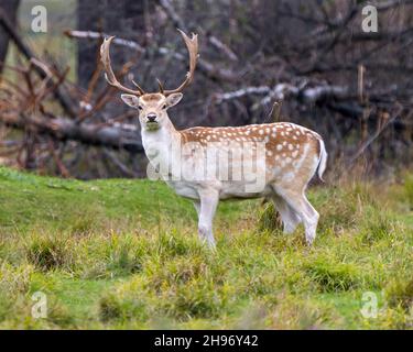 Vue latérale en gros plan du cerf en regardant la caméra dans le champ avec un arrière-plan forestier dans son environnement et son habitat environnant. Banque D'Images