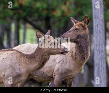 Le couple femelle de wapitis se dirige vers le haut dans le champ avec un arrière-plan de forêt flou dans leur environnement et habitat entourant.Portrait Wapiti... Banque D'Images