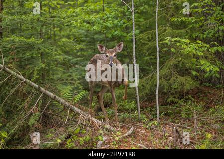 Le cerf doe dans le nord du Wisconsin. Banque D'Images