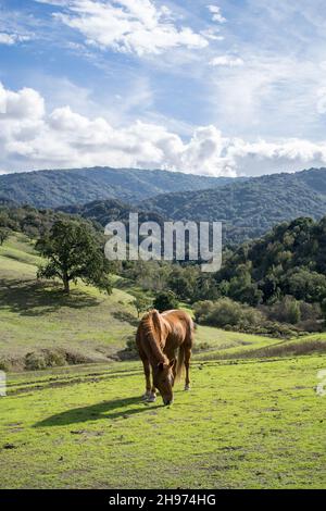 Cheval brun châtaignier paissant sur une colline verdoyante avec une forêt en arrière-plan Banque D'Images