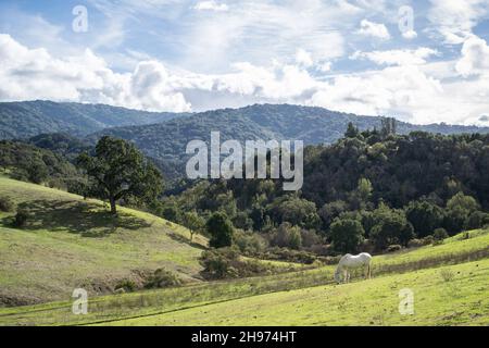 Le cheval blanc se paître sur une colline verdoyante avec des forêts et des montagnes en arrière-plan Banque D'Images