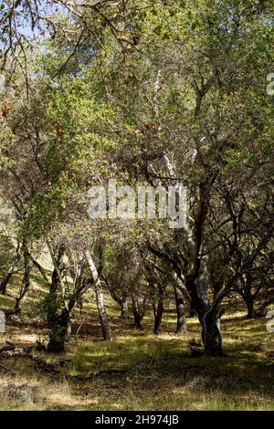 Sentier déserté à travers les bois lors d'une journée d'automne lumineuse, avec des rayons du soleil. Banque D'Images