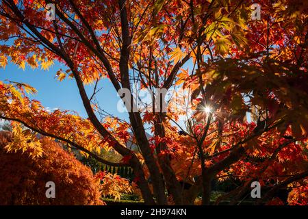 Le soleil éclate à travers les arbres d'automne avec des feuilles rouges et dorées, Otago, South Island. Banque D'Images