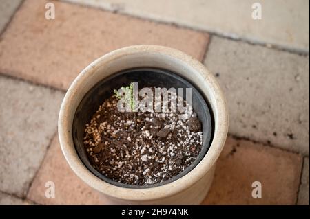 Semis de séquoia géant planté dans un pot Banque D'Images