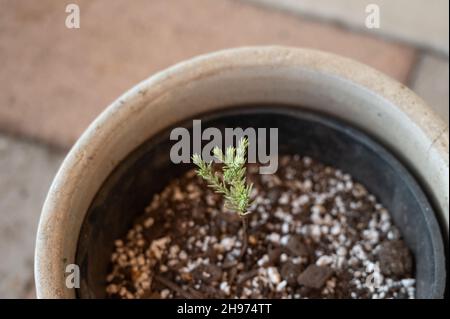 Jeune plantule géante de séquoia plantée dans un pot pour la conservation Banque D'Images