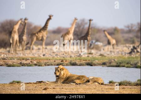 Les girafes observent les lions dans le parc national d'Etosha en Namibie, en Afrique. Banque D'Images