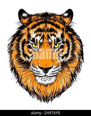 Face dessinée réaliste d'un tigre, illustration vectorielle.Graphiques couleur Tiger portrait, impression, poster. Illustration de Vecteur