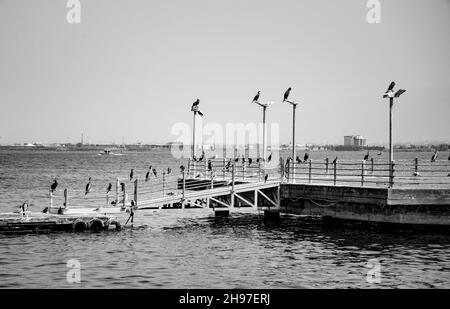 IZMIT, TURQUIE.29 AOÛT 2021.Jetée sur le remblai Segulls Daylight Banque D'Images