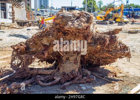 Creusez la souche de l'arbre sur une nouvelle route sous un chantier de construction avec des machines de construction et des équipements de terrassement en arrière-plan. Banque D'Images