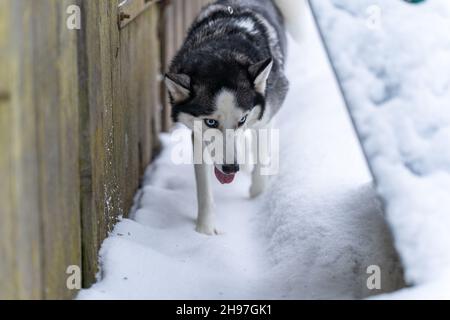 husky sibérien marchant au mur et cherchant quelque chose Banque D'Images