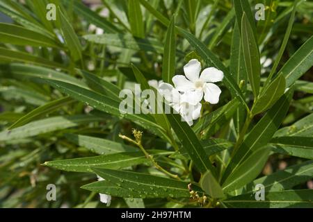 Fleur d'oléander blanche en feuilles vertes, gros plan Banque D'Images