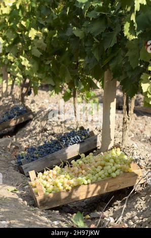 Caisses en bois fou de raisin récolté au vignoble du temps le soir Banque D'Images