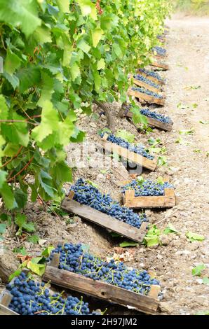 Caisses en bois fou de raisin récolté au vignoble du temps le soir Banque D'Images