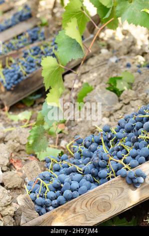 Caisses en bois fou de raisin récolté au vignoble du temps le soir Banque D'Images