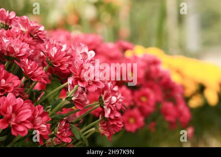fleurs d'automne de chrysanthèmes roses. mise au point sélective douce Banque D'Images