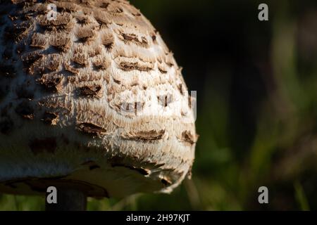 Un champignon Lepiota pousse dans le champ pendant l'automne. Banque D'Images