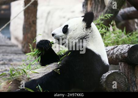 L'ours Panda mange des branches vertes Banque D'Images
