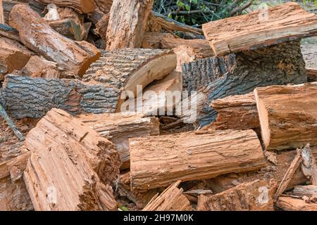 Pile de vieux souches pourries d'arbres abattus dans les bois Banque D'Images