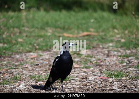 Magpie australienne debout sur paillis un jour ensoleillé, ses plumes brillant dans la lumière du soleil Banque D'Images