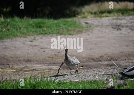 Femelle de canard de bois australien, avec de l'herbe dans son bec, traversant une grande étendue de terre, se dirigeant vers une zone herbeuse Banque D'Images