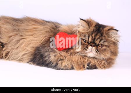 Chat persan avec un coeur tricoté se trouve sur un fond clair.Saint-Valentin fond romantique. Banque D'Images