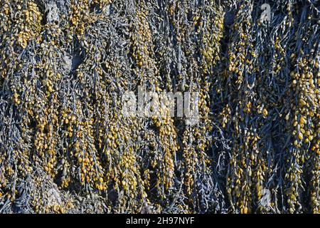 Algue à col souple exposée à marée basse sur la rive rocheuse de Barry Island, au pays de Galles, au Royaume-Uni Banque D'Images