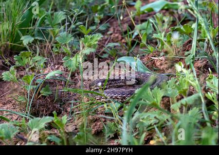 Le Viper moyen ou Vipera renardi s'enroule sur le sol dans l'herbe Banque D'Images