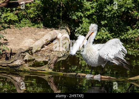 Le pélican dalmatien (Pelecanus crispus) debout sur un tronc d'arbre dans l'eau. Banque D'Images