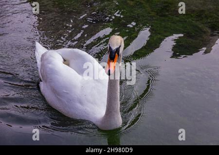 Observations d'oiseaux sur l'eau, en utilisant l'exemple d'un Cygne muet sur le fleuve Zwiefalter Aach à Zwiefalten, Bade-Wurtemberg, Allemagne. Banque D'Images