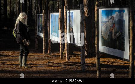 Jeune femme regardant Une exposition photographique, photo de la Terre, sur le changement climatique dans la forêt de Ringwood, Moors Valley Royaume-Uni Banque D'Images