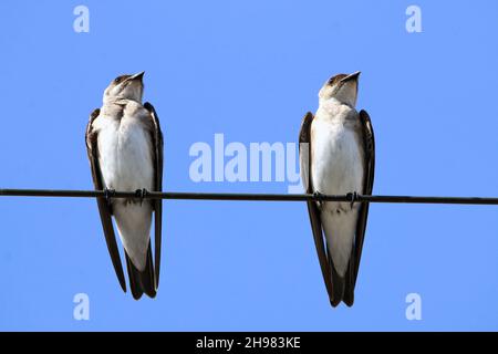 Deux Martin (Progne tapera) à la tête de la société, perchés sur un fil haute tension au-dessus du ciel bleu.Animaux isolés. Banque D'Images