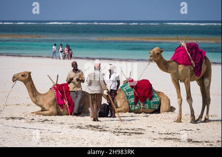 Les Kenyans locaux qui parlent comme leurs chameaux reposent sur une plage de sable blanc avec l'océan Indien en arrière-plan, Diani, Kenya Banque D'Images