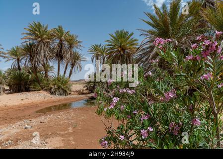 Dans le désert du Sahara au Maroc.Une oasis près de erg chebbi.Les palmiers et les lauriers roses poussent près d'un trou d'eau recouvert de plantes aquatiques Banque D'Images