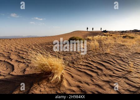 Dans le désert du Sahara au Maroc.Trois randonneurs sur la crête des dunes de sable.Au premier plan, une brousse d'herbe sèche a grandi sur les sillons creusés par t Banque D'Images