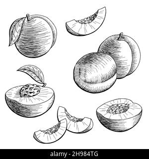 Pêche fruit graphique noir blanc isolé esquisse vecteur d'illustration Illustration de Vecteur