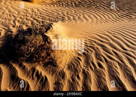 Dans le désert du Sahara au Maroc.La brousse a empêché le vent de sculpter des sillons dans le sable de la dune.Il laisse un sentier dans le sable Banque D'Images
